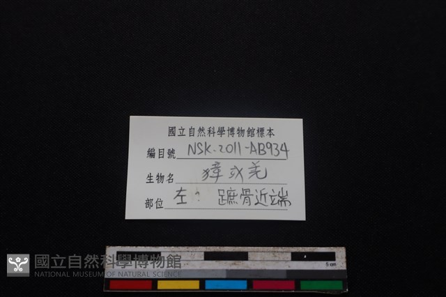 鹿科骨藏品圖，第3張