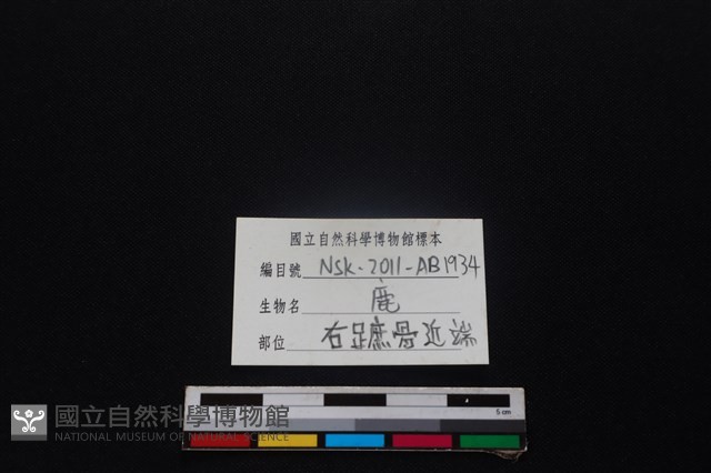 梅花鹿骨藏品圖，第3張