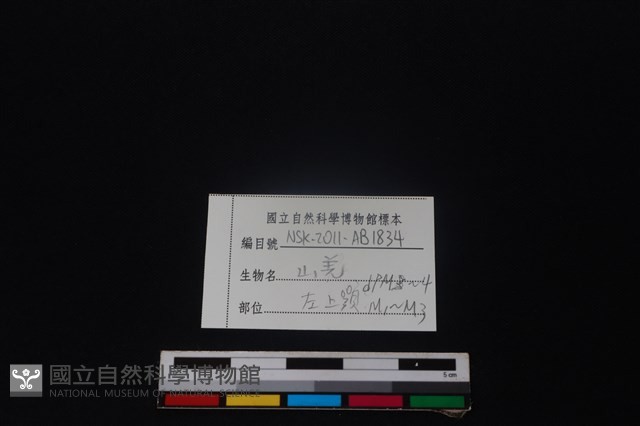 山羌骨藏品圖，第3張