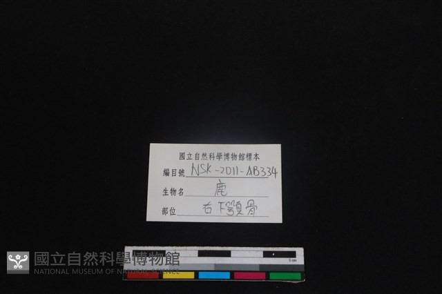 梅花鹿骨藏品圖，第3張