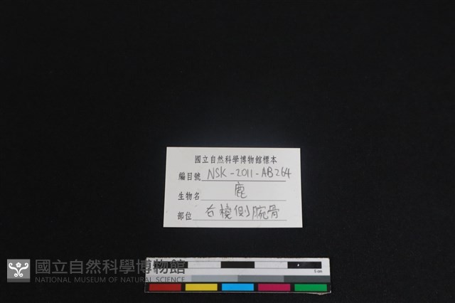 梅花鹿骨藏品圖，第3張