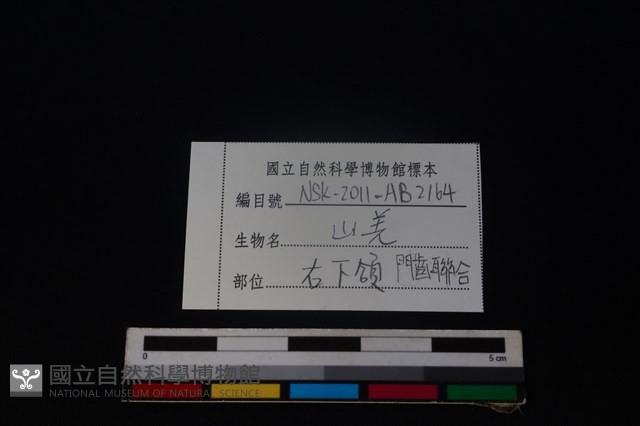 山羌骨藏品圖，第3張
