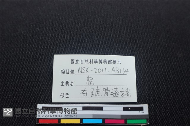 梅花鹿骨藏品圖，第3張