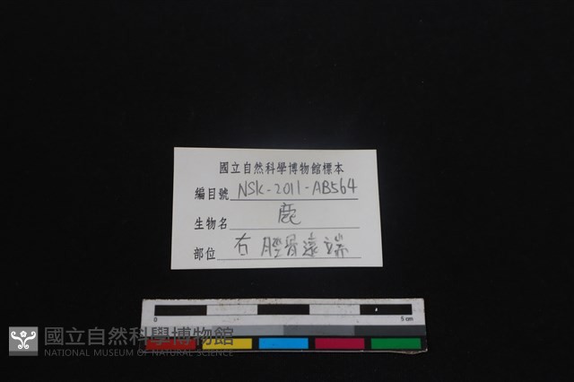 梅花鹿骨藏品圖，第3張