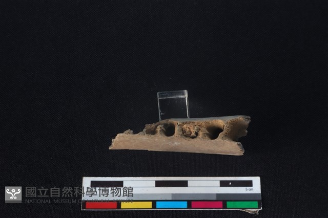 梅花鹿骨藏品圖，第3張