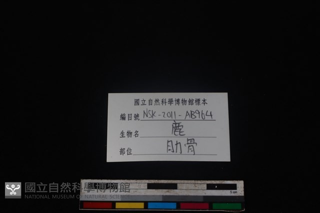 梅花鹿骨藏品圖，第3張