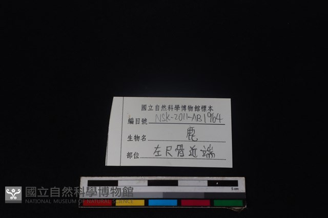 梅花鹿骨藏品圖，第3張