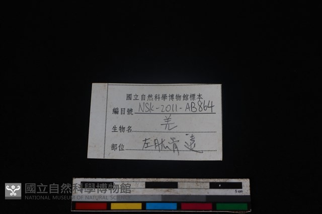 山羌骨藏品圖，第3張
