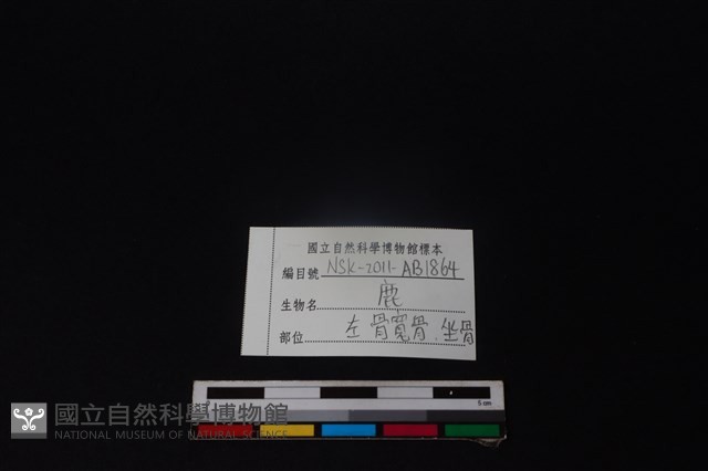 梅花鹿骨藏品圖，第3張
