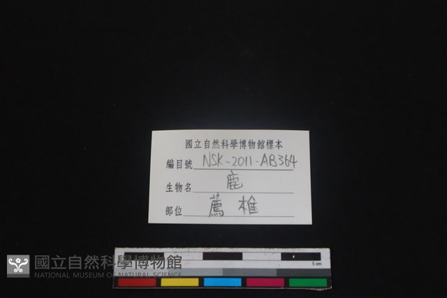 梅花鹿骨藏品圖，第3張