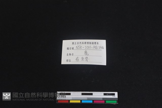 梅花鹿骨藏品圖，第3張