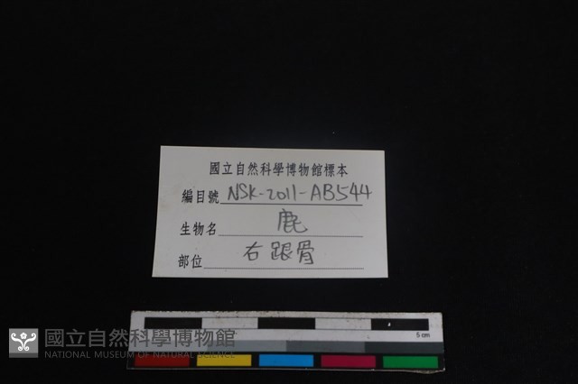 梅花鹿骨藏品圖，第3張