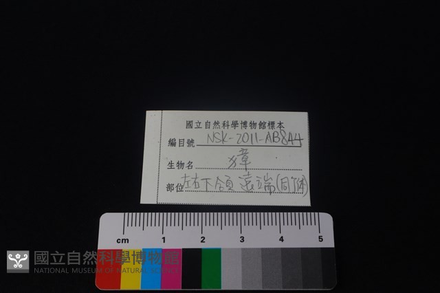 獐骨藏品圖，第3張