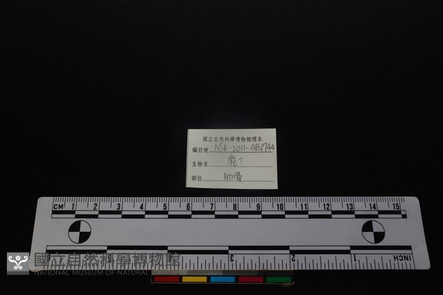 梅花鹿骨藏品圖，第3張