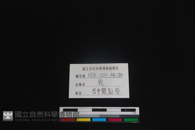 梅花鹿骨藏品圖，第3張