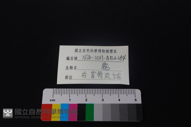 鹿科骨藏品圖，第3張