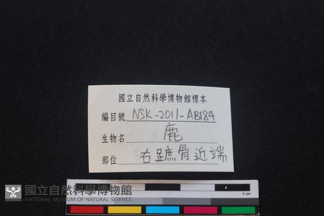 梅花鹿骨藏品圖，第3張