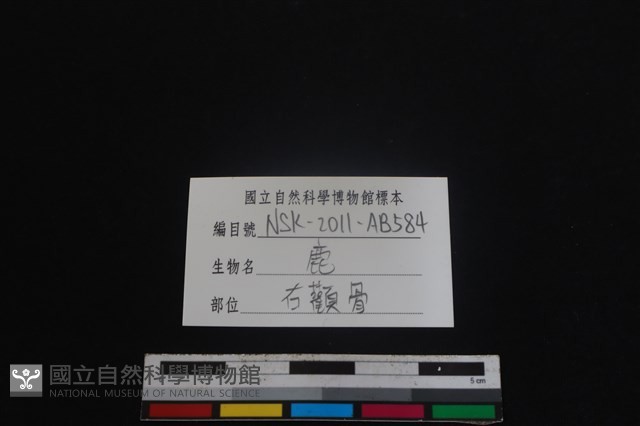 梅花鹿骨藏品圖，第3張