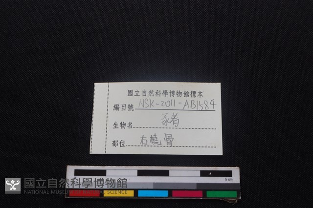 豬骨藏品圖，第3張