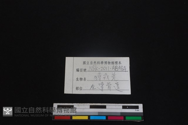 鹿科骨藏品圖，第3張