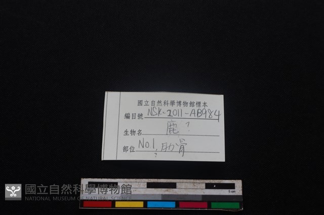 梅花鹿骨藏品圖，第3張