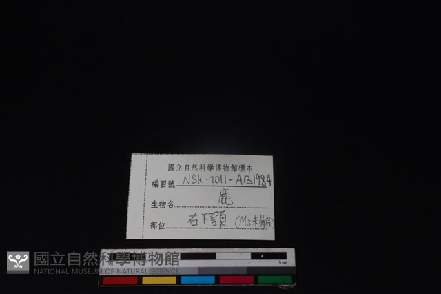 梅花鹿骨藏品圖，第3張