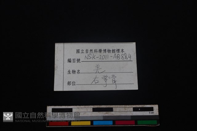 山羌骨藏品圖，第3張