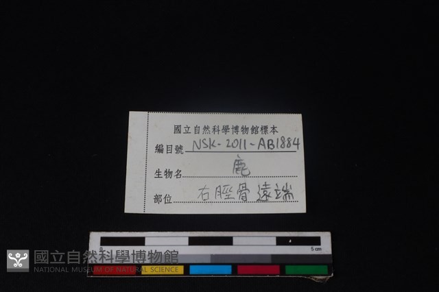 梅花鹿骨藏品圖，第3張