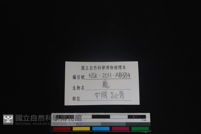 梅花鹿骨藏品圖，第3張