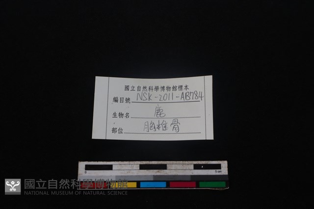 梅花鹿骨藏品圖，第3張