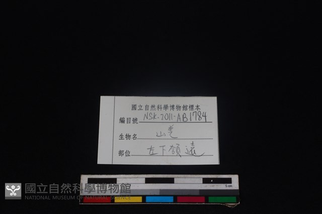 山羌骨藏品圖，第3張
