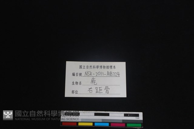 梅花鹿骨藏品圖，第3張