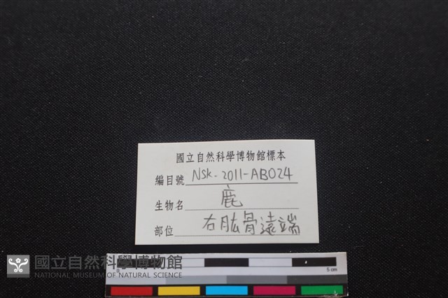 梅花鹿骨藏品圖，第3張