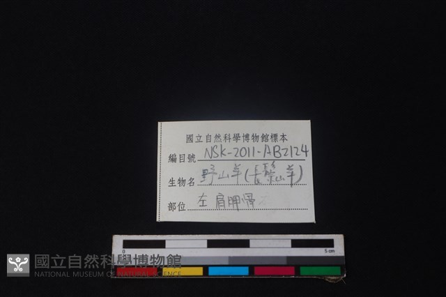 長鬃山羊骨藏品圖，第3張