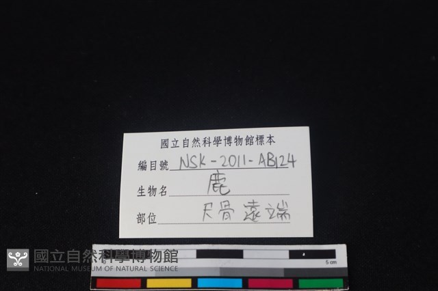 梅花鹿骨藏品圖，第3張