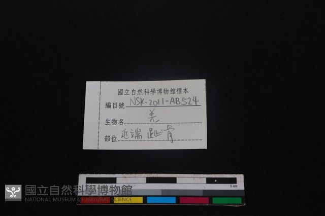 山羌骨藏品圖，第3張