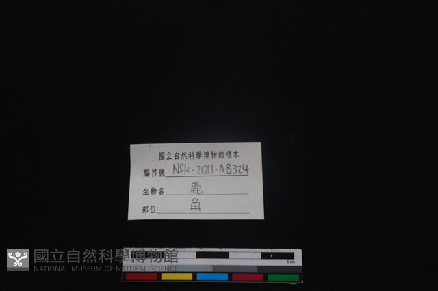 梅花鹿骨藏品圖，第3張