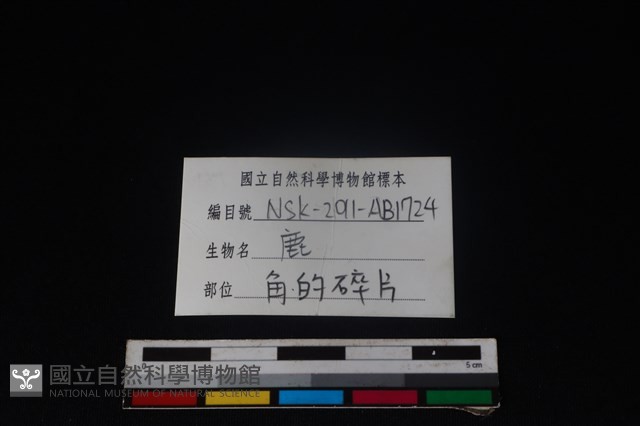 梅花鹿骨藏品圖，第3張