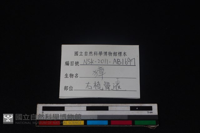 獐骨藏品圖，第3張