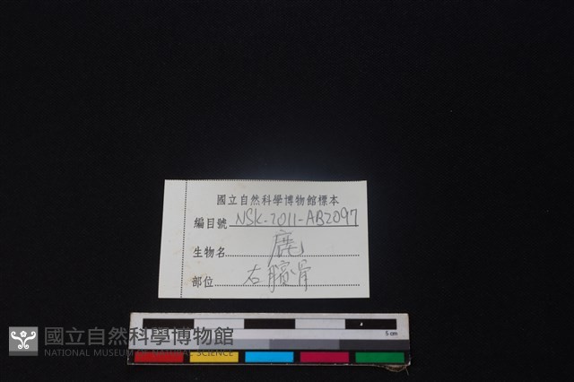 鹿骨藏品圖，第3張