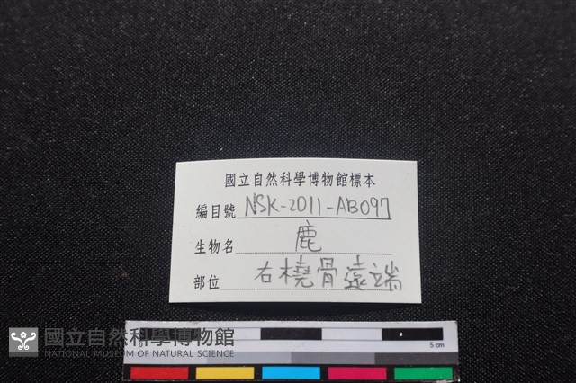 梅花鹿骨藏品圖，第3張