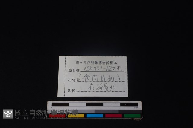 食肉目骨藏品圖，第3張