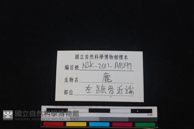 梅花鹿骨藏品圖，第3張