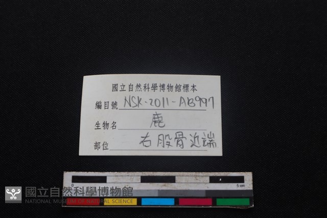 梅花鹿骨藏品圖，第3張