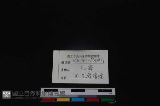 鹿科骨藏品圖，第3張