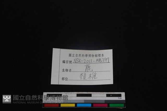 梅花鹿骨藏品圖，第3張