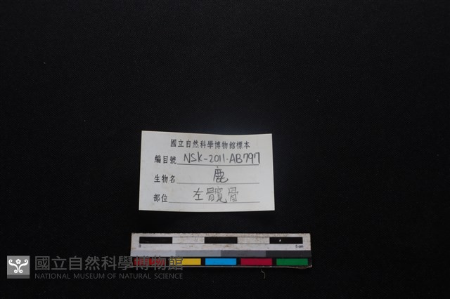 梅花鹿骨藏品圖，第3張