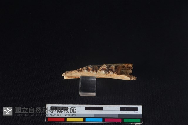 獐骨藏品圖，第3張