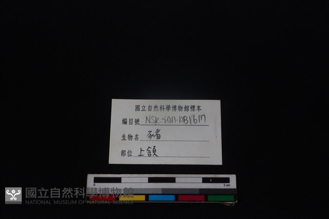 豬骨藏品圖，第3張