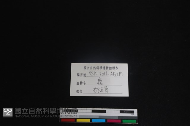 梅花鹿骨藏品圖，第3張